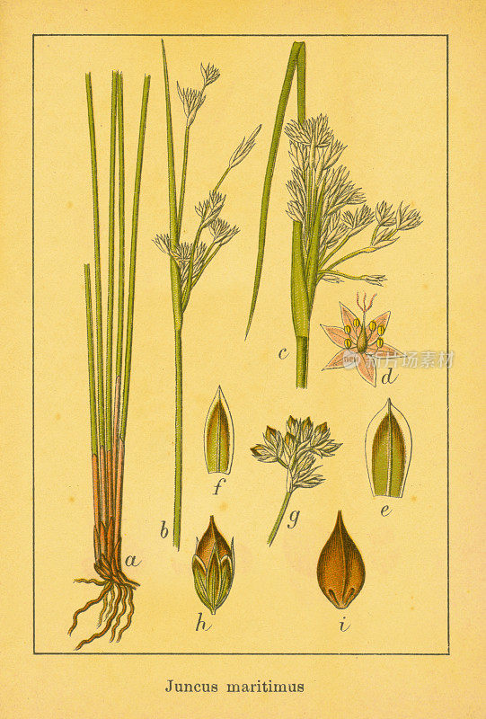 海芦苇|古董植物插图